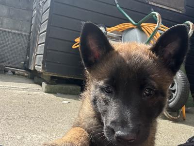 IKC registered(pending)  Belgian Shepherd Malinois puppies in Carlow