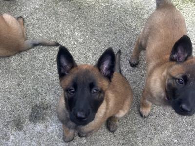 IKC registered(pending)  Belgian Shepherd Malinois puppies in Carlow