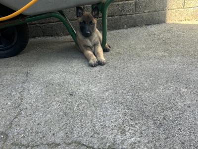IKC registered(pending)  Belgian Shepherd Malinois puppies in Carlow