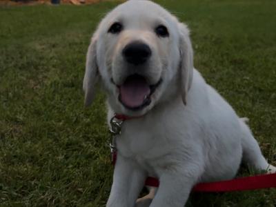 Male Labrador puppy for sale in Cavan