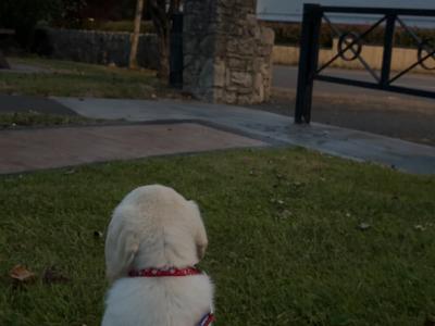 Male Labrador puppy for sale in Cavan
