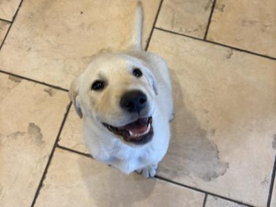 Male Labrador puppy for sale in Cavan