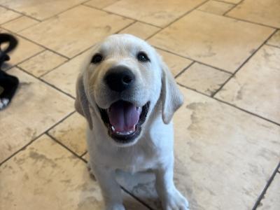 Male Labrador puppy for sale in Cavan