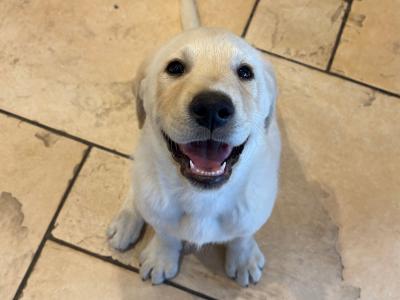 Male Labrador puppy for sale in Cavan
