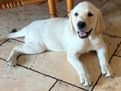 Male Labrador puppy for sale in Cavan