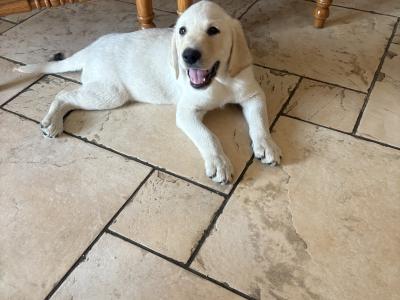 Male Labrador puppy for sale in Cavan