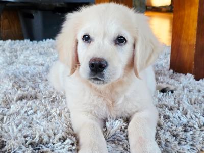 Male Golden Retriever puppy in Kildare