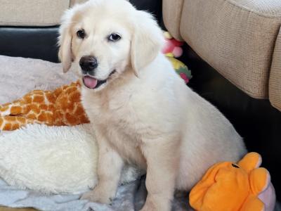 Male Golden Retriever puppy in Kildare
