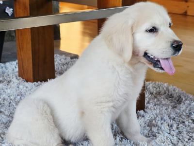 Male Golden Retriever puppy in Kildare