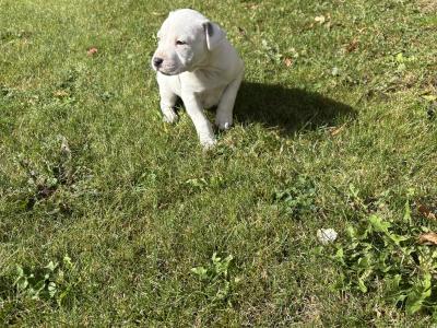 2 Staffordshire Bull Terrier puppies for sale in Tipperary
