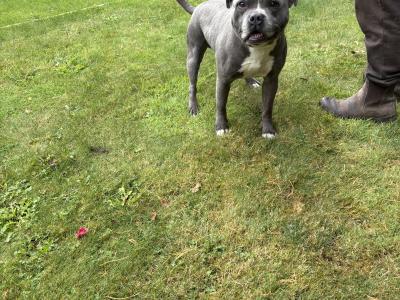 2 Staffordshire Bull Terrier puppies for sale in Tipperary