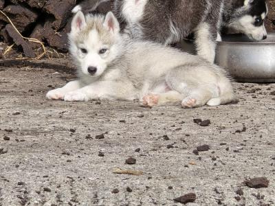 Siberian Husky X puppies in Mayo