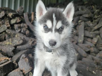Siberian Husky X puppies in Mayo