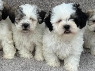 Malshi puppies in Meath