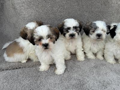 Malshi puppies in Meath