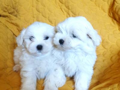 Maltese x Shih Tzu puppies (Malshi) in Tipperary
