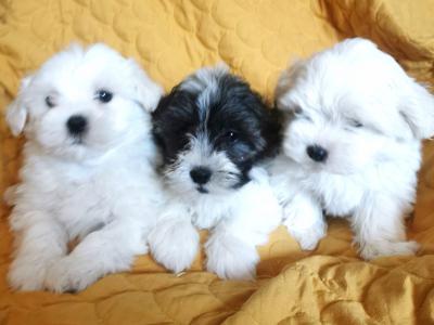 Maltese x Shih Tzu puppies (Malshi) in Tipperary