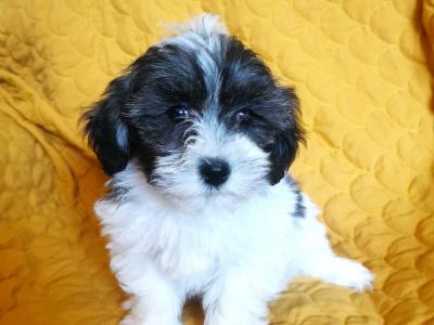 Maltese x Shih Tzu puppies (Malshi) in Tipperary