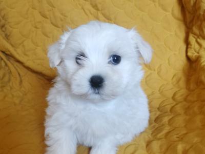 Maltese x Shih Tzu puppies (Malshi) in Tipperary