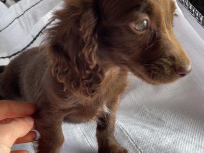 5 Dachshund x Springer Spaniel puppies looking for their new 🏡 in Westmeath