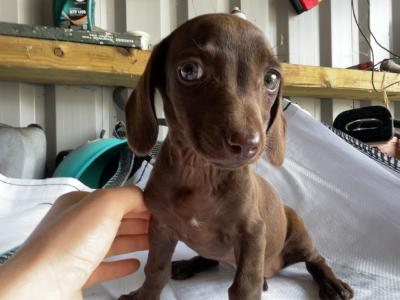 5 Dachshund x Springer Spaniel puppies looking for their new 🏡 in Westmeath