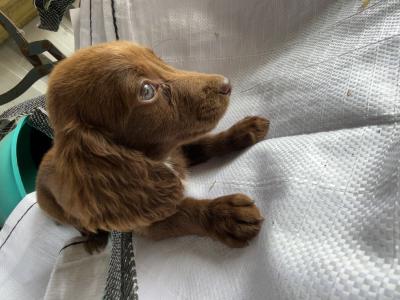 5 Dachshund x Springer Spaniel puppies looking for their new 🏡 in Westmeath