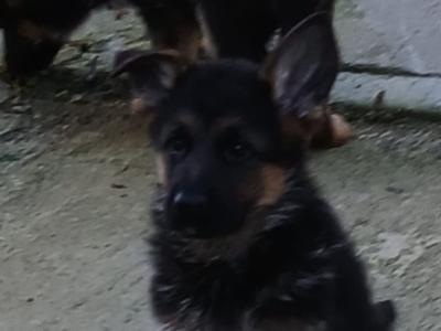 IKC Registered German Shepherd puppies in Kilkenny - €750