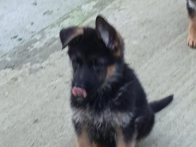 IKC Registered German Shepherd puppies in Kilkenny - €750