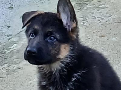 IKC Registered German Shepherd puppies in Kilkenny - €750