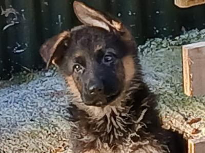 IKC Registered German Shepherd puppies in Kilkenny - €750