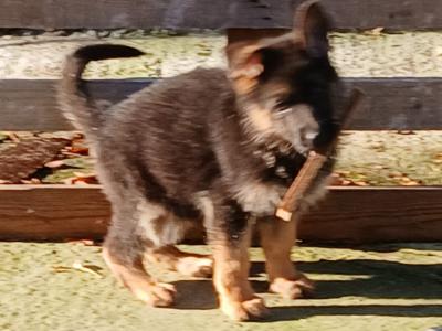 IKC Registered German Shepherd puppies in Kilkenny - €750