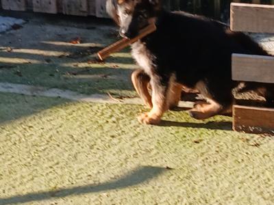 IKC Registered German Shepherd puppies in Kilkenny - €750