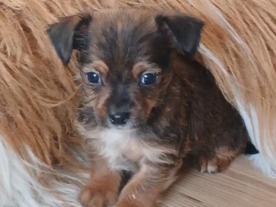 Adorable little Jack Russell x Chihuahua puppies for sale in kilkenny