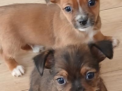 Adorable little Jack Russell x Chihuahua puppies for sale in kilkenny