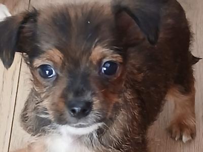 Adorable little Jack Russell x Chihuahua puppies for sale in kilkenny