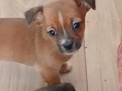 Adorable little Jack Russell x Chihuahua puppies for sale in kilkenny