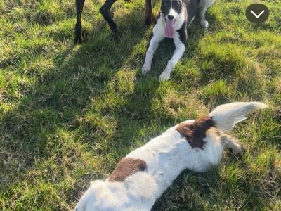 5 Dachshund x Springer Spaniel puppies looking for their new 🏡 in Westmeath