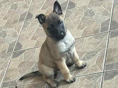 IKC registered(pending)  Belgian Shepherd Malinois puppies in Carlow