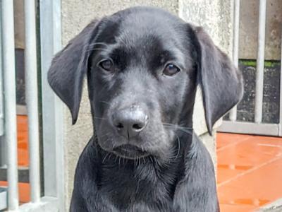 IKC Registered male Labrador puppy in Clare