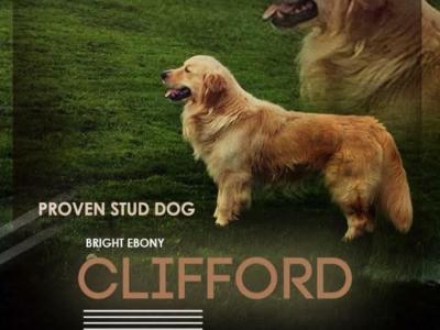 Beautiful Purebred Golden Retriever puppies from champion bloodlines in Galway