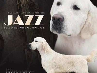 Beautiful Purebred Golden Retriever puppies from champion bloodlines in Galway