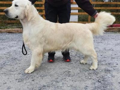 Beautiful Purebred Golden Retriever puppies from champion bloodlines in Galway