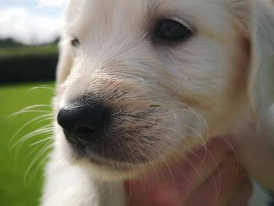 Beautiful Purebred Golden Retriever puppies from champion bloodlines in Galway