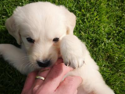 Beautiful Purebred Golden Retriever puppies from champion bloodlines in Galway