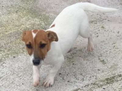 Male Jack Russell puppy in Cork