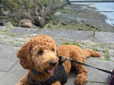 Unique Miniature Australian Labradoodle puppies in Galway