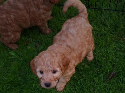 Unique Miniature Australian Labradoodle puppies in Galway