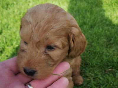 Unique Miniature Australian Labradoodle puppies in Galway