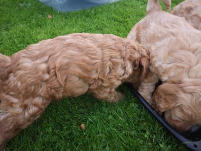 Unique Miniature Australian Labradoodle puppies in Galway