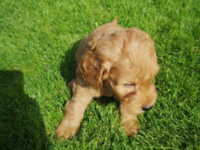 Unique Miniature Australian Labradoodle puppies in Galway
